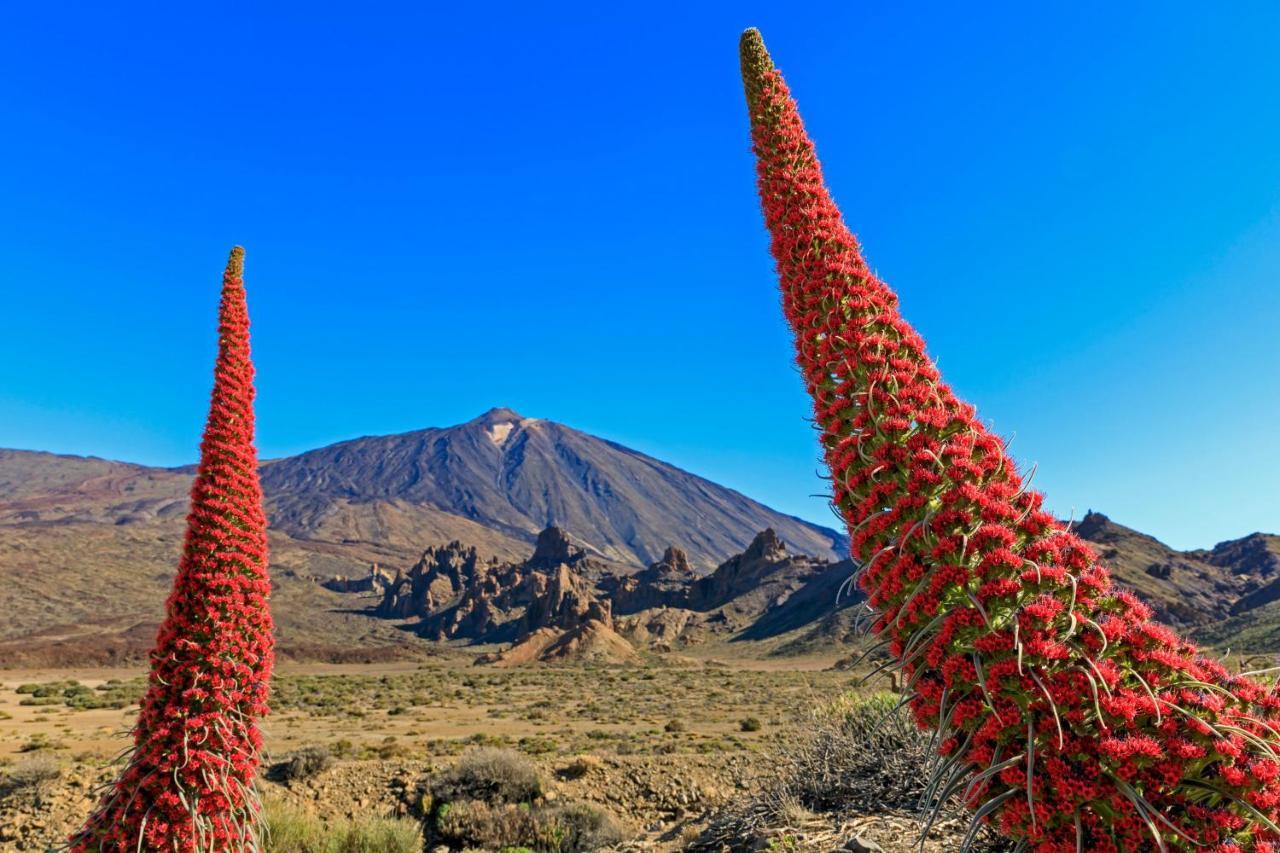 Piscinas Del Teide Διαμέρισμα Πουέρτο Ντε Λα Κρουζ Εξωτερικό φωτογραφία